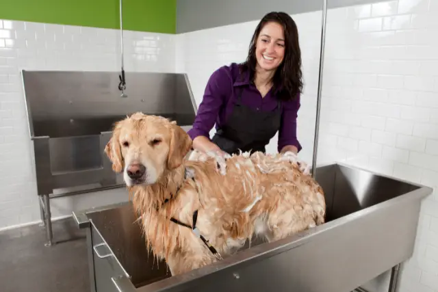 Houston Apartments with Pet Wash Station